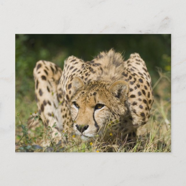Cartão Postal Cheetah (Frente)