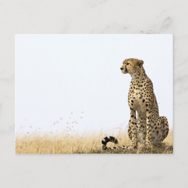 Cartão Postal Cheetah (Frente)