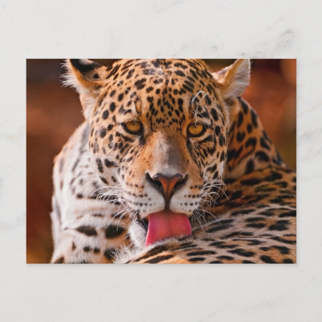 Cartão Postal Cheetah (Frente)