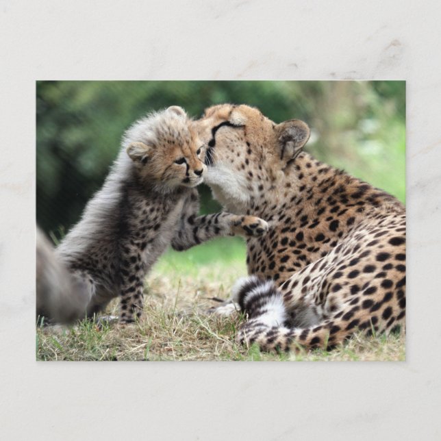 Cartão Postal Cheetah (Frente)