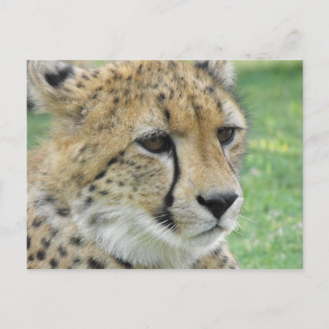 Cartão Postal Cheetah (Frente)