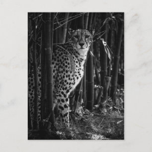Cartão postal Cheetah
