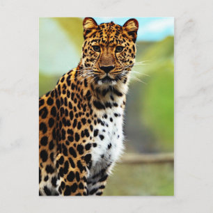 Cartão Postal Cheetah