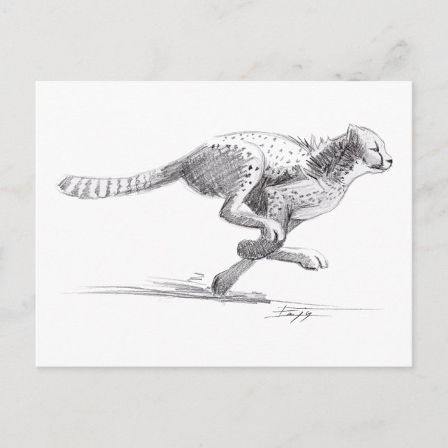 Cartão Postal Cheetah (Frente)