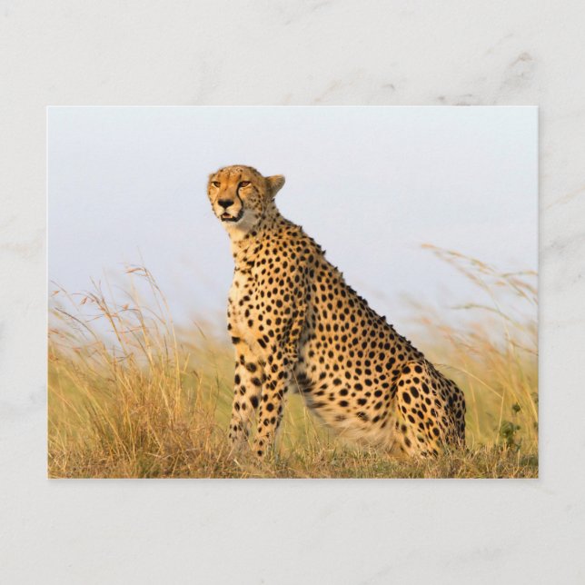 Cartão Postal Cheetah (Frente)