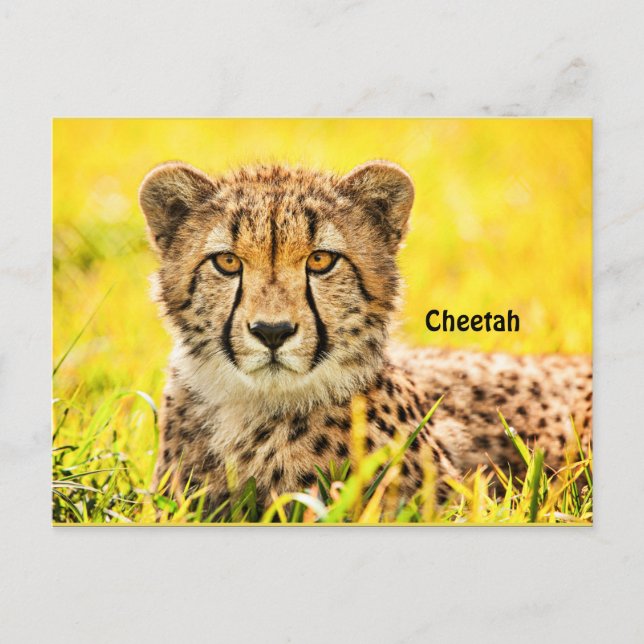 Cartão Postal Cheetah, animal da família do gato (Frente)