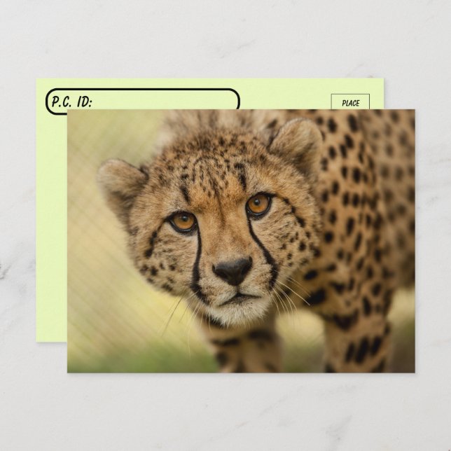 Cartão postal Cheetah Cub (Frente/Verso)