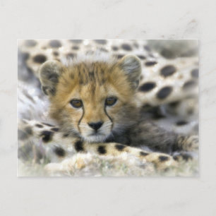 Cartão Postal Cheetah Cub