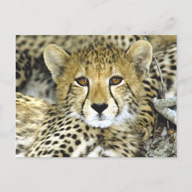 Cartão Postal Cheetah Cub 2 (Frente)