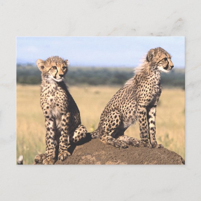 Cartão Postal Cheetah Cubs (Frente)