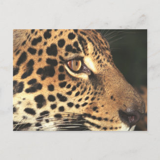 Cartão Postal Cheetah Face