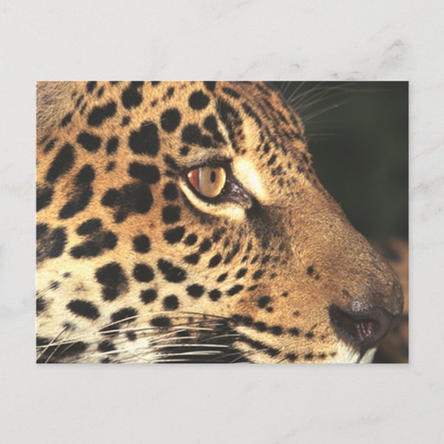 Cartão Postal Cheetah Face (Frente)