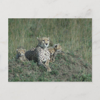 Cartão postal Cheetah Mãe e seus três filhotes