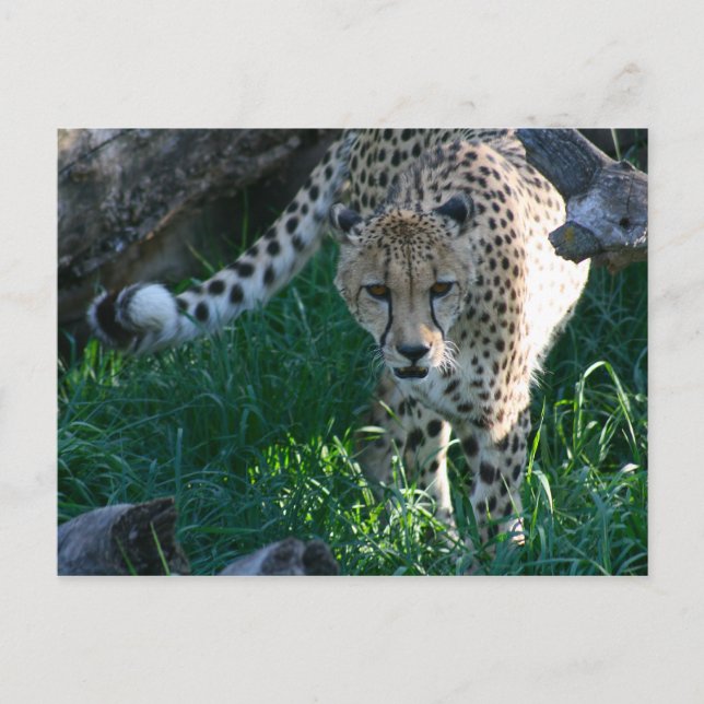 Cartão Postal Cheetah na caça (Frente)