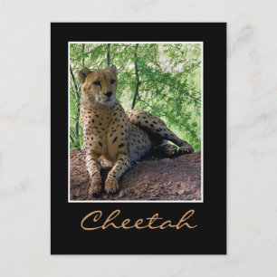 Cartão Postal Cheetah numa pedra