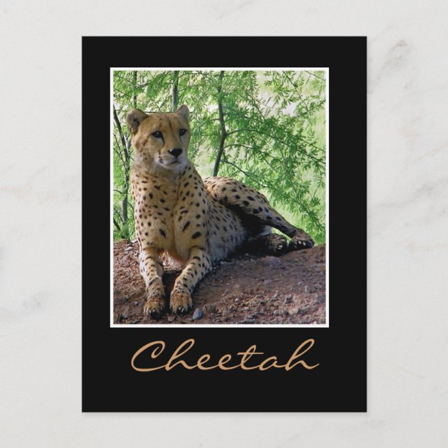 Cartão Postal Cheetah numa pedra (Frente)
