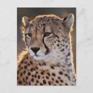 Cartão Postal Cheetah olhando para longe