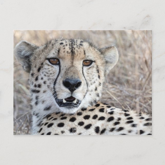 Cartão Postal Cheetah Portrait (Frente)