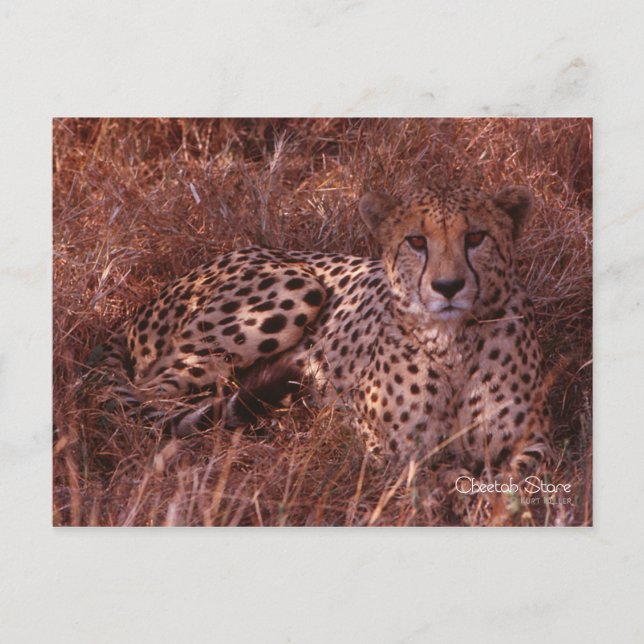 Cartão Postal Cheetah Stare (Frente)