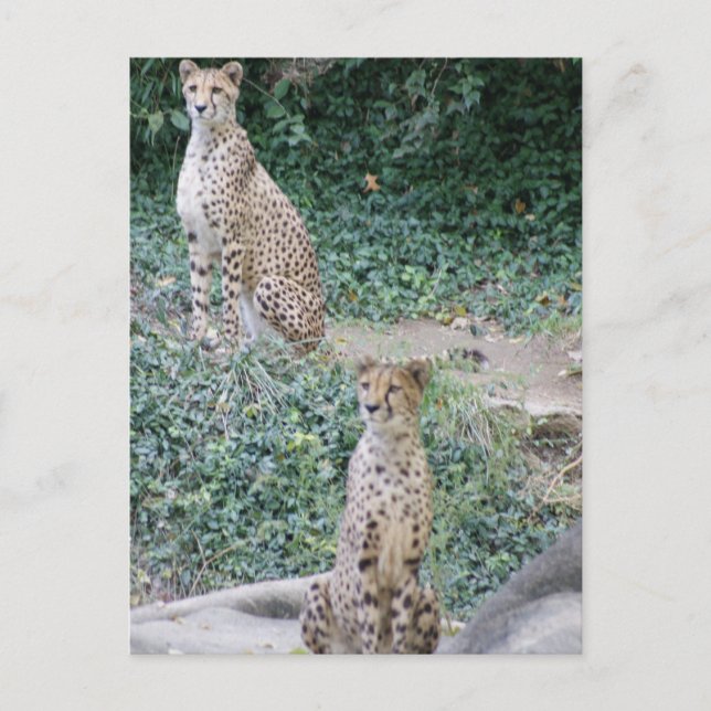 CARTÃO POSTAL CHEETAH - VER DUPLO (Frente)