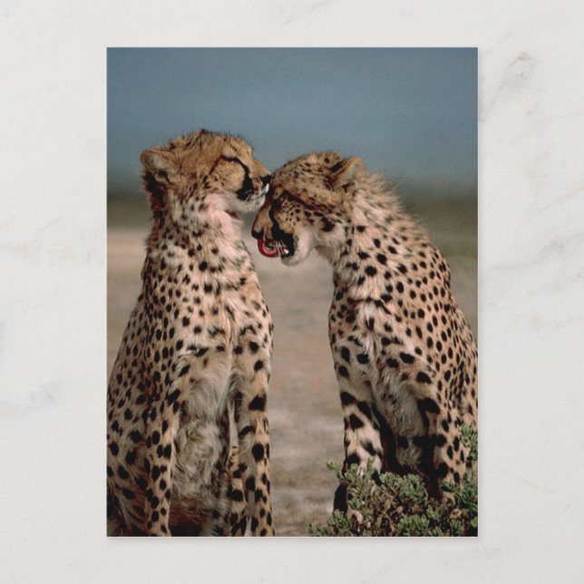 Cartão Postal Cheetahs (Frente)