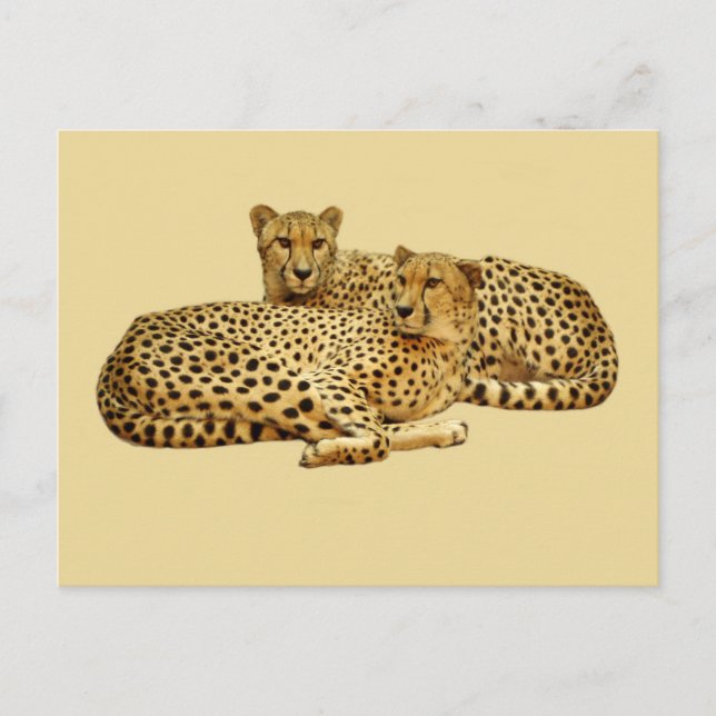 Cartão Postal Cheetahs (Frente)