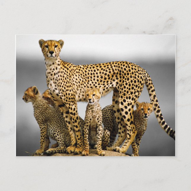 Cartão Postal Cheetahs (Frente)
