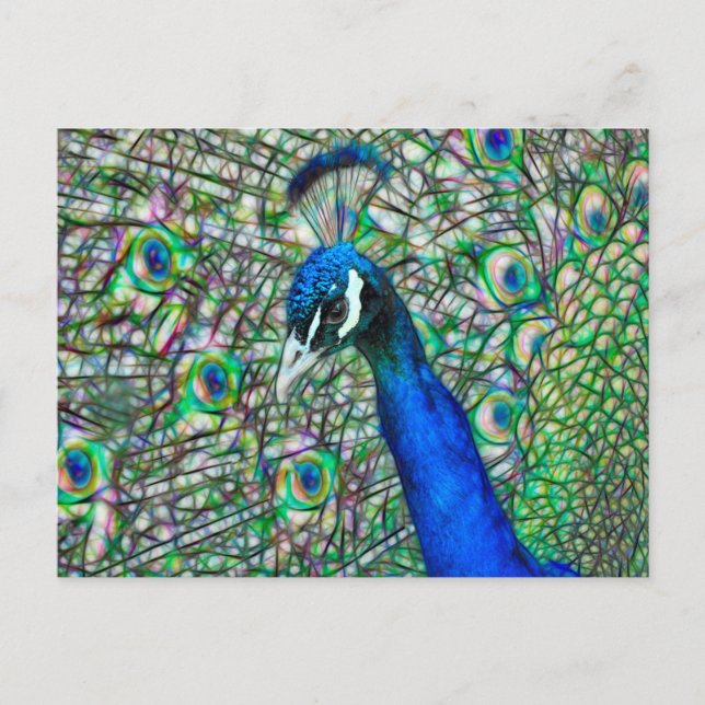 Cartão Postal Chefe de Peacock Eletrificado (Frente)