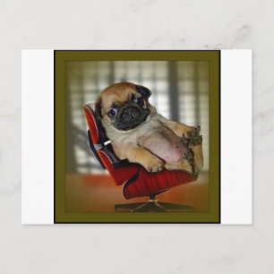 Cartão Postal Chefe Pug!