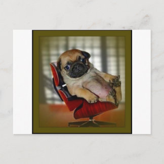 Cartão Postal Chefe Pug!