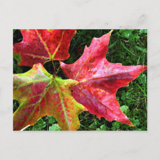 Cartão Postal Chegadas do outono