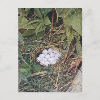 Cartão Postal Cheio Bobwhite Nest de Ovos