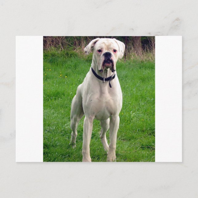 Cartão Postal Cheio branco boxer (Frente)