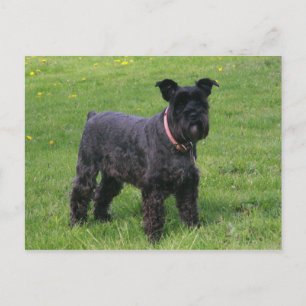 Cartão Postal cheio mini shcnauzer