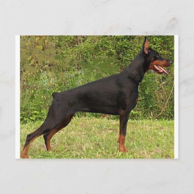 Cartão Postal cheio preto doberman pinscher (Frente)