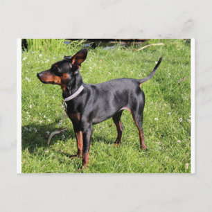 Cartão Postal cheio preto e robusto de pinos principais