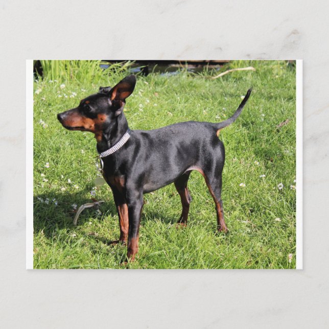 Cartão Postal cheio preto e robusto de pinos principais (Frente)