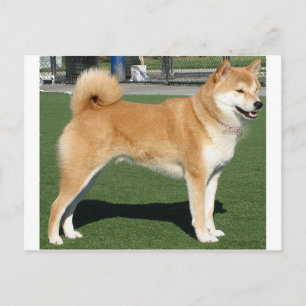 Cartão Postal Cheio Shiba Inu