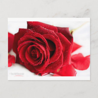 Cartão Postal Cheiro de Rosa