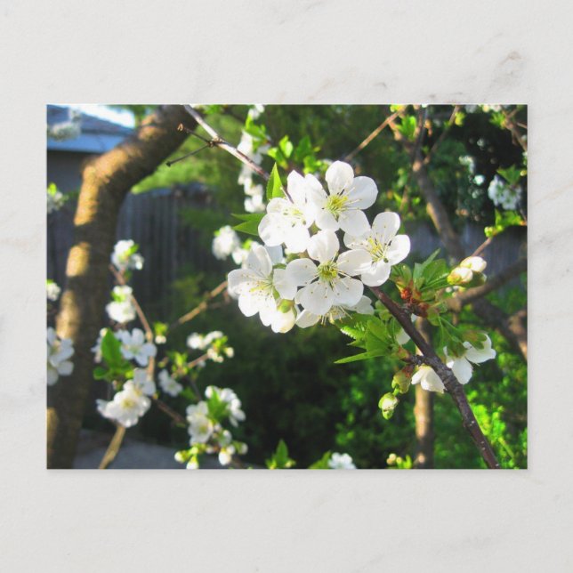 Cartão Postal Cherry Blossom (Frente)
