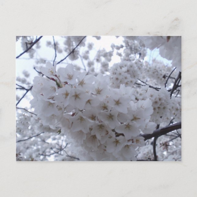 Cartão Postal Cherry Blossom (Frente)