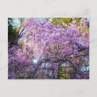 Cartão Postal Cherry Blossom