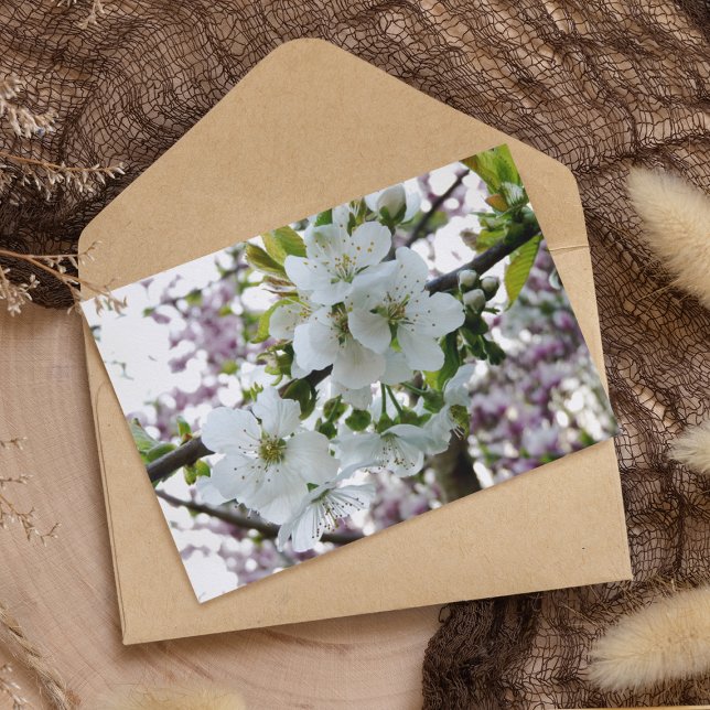 Cartão Postal Cherry Blossom (Criador carregado)