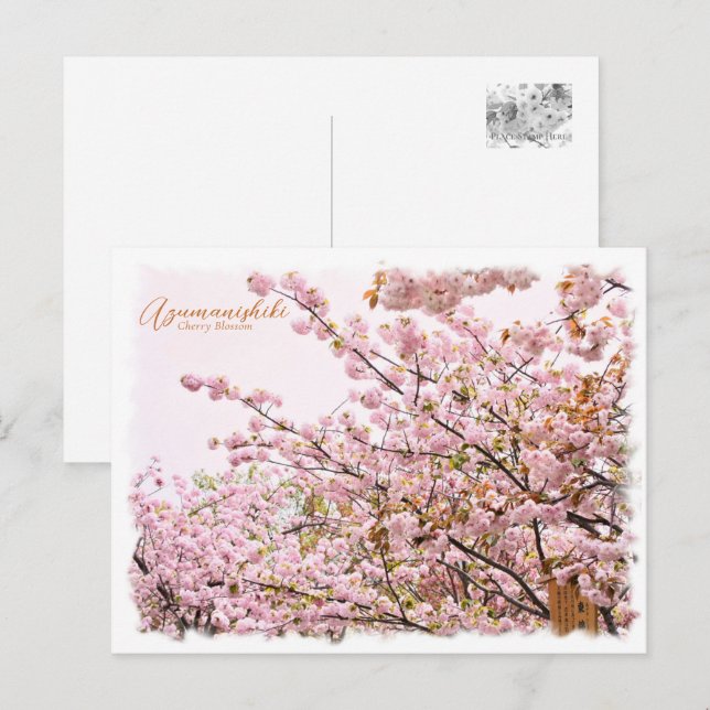 Cartão Postal Cherry Blossom "Azuma-nishiki" ポストカード (Frente/Verso)