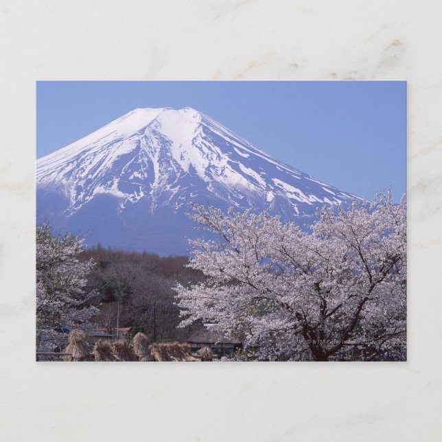 Cartão Postal Cherry Blossom e Monte Fuji (Frente)