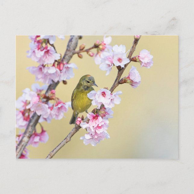 Cartão Postal Cherry Blossom e Warbler (Frente)