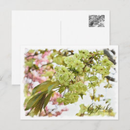 Cartão Postal Cherry Blossom "Gyoiko" ポストカード