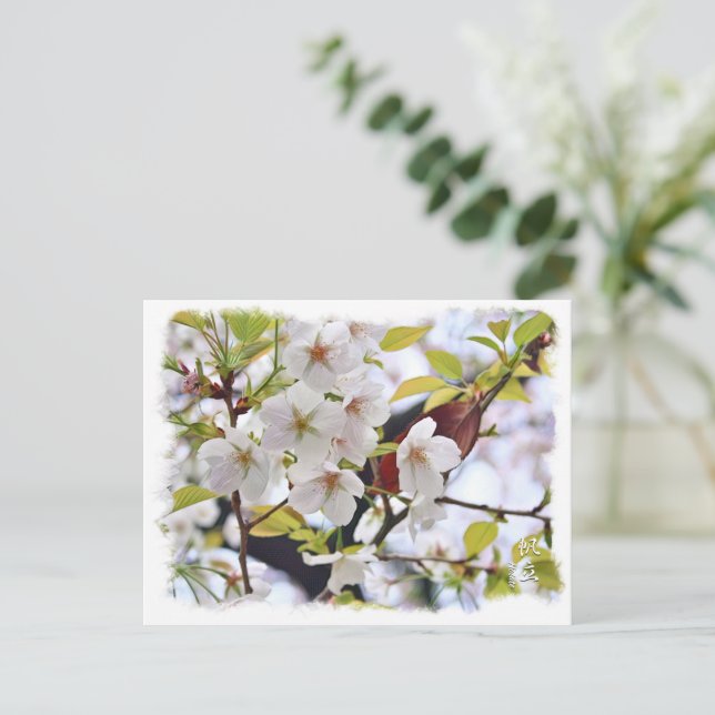 Cartão Postal Cherry Blossom: Hotate (Em pé/Frente)