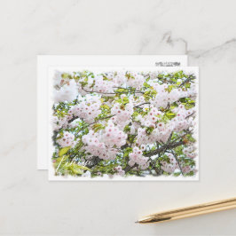Cartão Postal Cherry Blossom "Ichiyo"