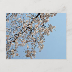 Cartão Postal Cherry Blossom: Japão
